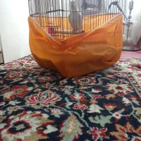 عروس هلندی و مرغ مینا