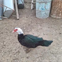 اردک موسکویی یا شمالی اسرائیلی