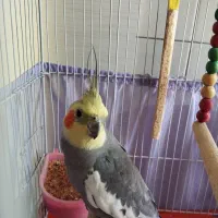 عروس هلندی