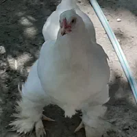 تخم مرغ برهما(نمین)