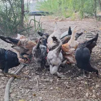 جوجه مرغ و خروس