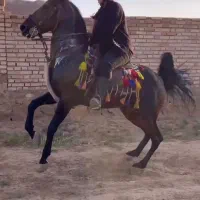 فروش یک راس اسب کره ناتو کلهر