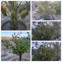 فروش-خونه-باغ-و-زمین-مسکونی