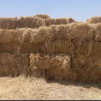 ۷۷۱|لوازم جانبی حیوانات|جازموریان, |دیوار