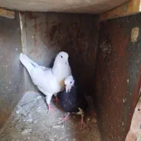 کفتر|پرنده|گرمسار, |دیوار