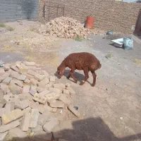 یگ راس بره جنس دار