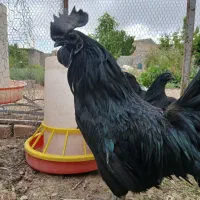 تخم مرغ نطفه دار .. ایام سمانی اندونزی