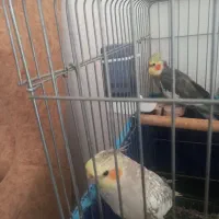 عروس هلندی