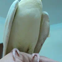 عروس هلندی
