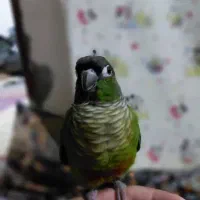 گرینچیک|پرنده|خرمشهر, |دیوار