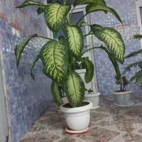 دیفن باخیا یکو نیم متری