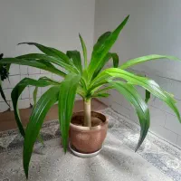 فروش گل اشک ملکه