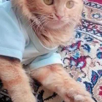 گربه ماده