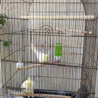 عروس هلندی