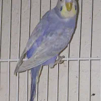 مرغ عشق رینبو