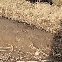 سگ سرابی|سگ|شبستر, |دیوار