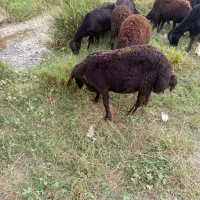 گوسفند نر نژدا دار سالم بدون هیچگونه مریضی