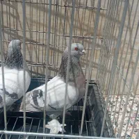 کبوتر مسکی پاپر