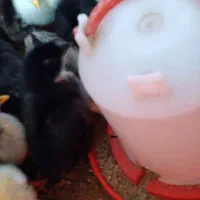 جومی بومی