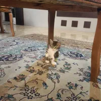 واگذاری توله گربه