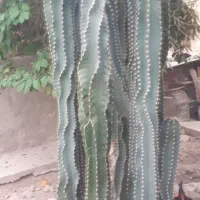 بوته کاکتوس
