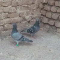 سبز پلاکی