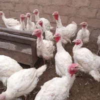 بوقلمون بیوتی ۶کیلویی