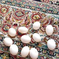 تخم  کفتر