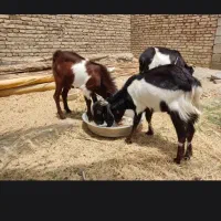 فروش گوسفند مالداری بربری ومری