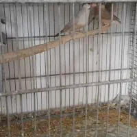 فنچ نرگسی شکلاتی با جوجه