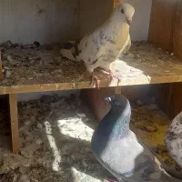 کبوتر|پرنده|ماهدشت, |دیوار