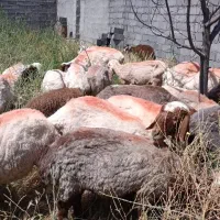 میش جوان کاوره تقلی