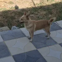 سگ پا کوتا