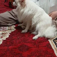 پامرین