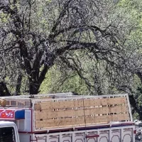 باربند گوسفند کشی ((حمل دام))