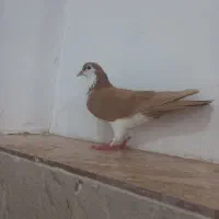 کلاغ دم زرد ماده