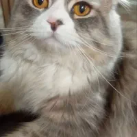 گربه اسکاتیش بریتیش