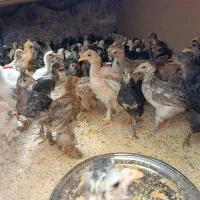 فروش جوجه بلک استار