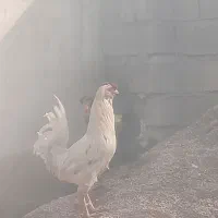 خروس گلین 2500