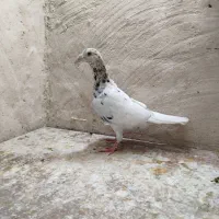 سرور و آلمانی