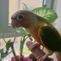 طوطی گرینچیک وکتوله