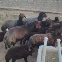 قوچ افشار
