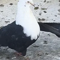 کل سفید کربلایی کلاغ مخمل نر