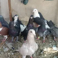 کبوتر