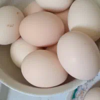 تخم مرغ طبیعی خوردنی و جوجه کشی
