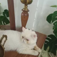 واگذاری گربه