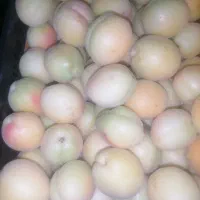 زرد آلو شکر پاره