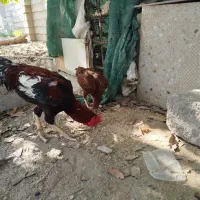 مرغ وخروس
