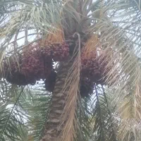 درخت بند