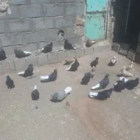 رنگه پرشی زدو خوردی